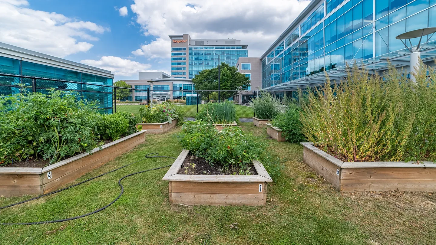 Raised wooden planter boxes filled with various vegetables and plants in a grassy garden space between two modern glass buildings.